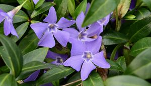 Preview wallpaper periwinkle, flowers, petals, purple, leaves