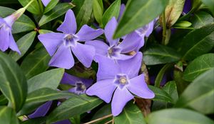 Preview wallpaper periwinkle, flowers, petals, purple, leaves