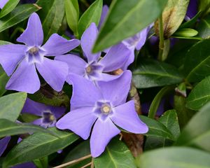 Preview wallpaper periwinkle, flowers, petals, purple, leaves