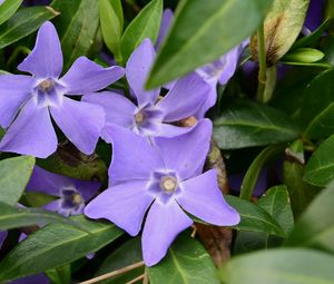 Preview wallpaper periwinkle, flowers, petals, purple, leaves