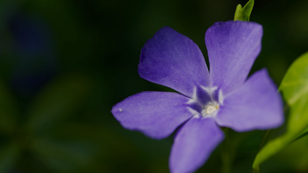 Wallpaper periwinkle, petals, flower, plant, macro, nature