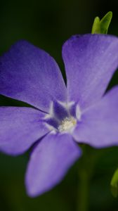 Preview wallpaper periwinkle, petals, flower, plant, macro, nature