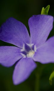 Preview wallpaper periwinkle, petals, flower, plant, macro, nature