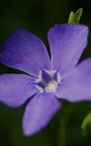 Preview wallpaper periwinkle, petals, flower, plant, macro, nature