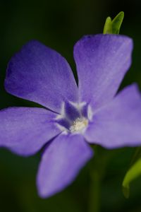 Preview wallpaper periwinkle, petals, flower, plant, macro, nature