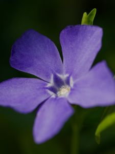 Preview wallpaper periwinkle, petals, flower, plant, macro, nature