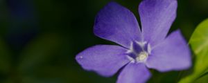 Preview wallpaper periwinkle, petals, flower, plant, macro, nature