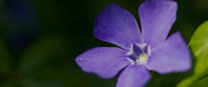Preview wallpaper periwinkle, petals, flower, plant, macro, nature