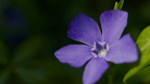 Preview wallpaper periwinkle, petals, flower, plant, macro, nature