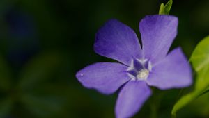 Preview wallpaper periwinkle, petals, flower, plant, macro, nature