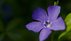 Preview wallpaper periwinkle, petals, flower, plant, macro, nature