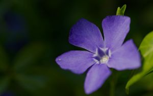 Preview wallpaper periwinkle, petals, flower, plant, macro, nature