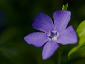 Preview wallpaper periwinkle, petals, flower, plant, macro, nature