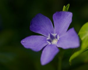 Preview wallpaper periwinkle, petals, flower, plant, macro, nature