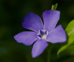 Preview wallpaper periwinkle, petals, flower, plant, macro, nature