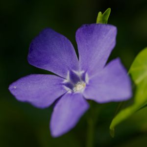 Preview wallpaper periwinkle, petals, flower, plant, macro, nature