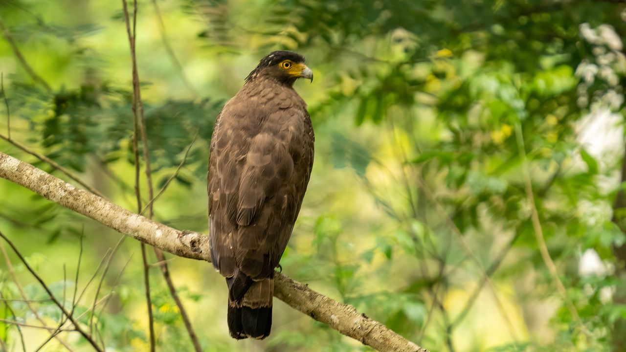 Wallpaper pern, bird, branch, wildlife