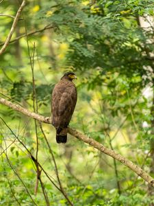 Preview wallpaper pern, bird, branch, wildlife