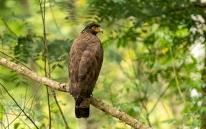 Preview wallpaper pern, bird, branch, wildlife