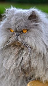 Preview wallpaper persian cat, cat, furry, angry