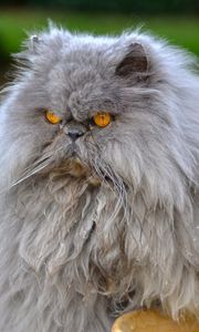 Preview wallpaper persian cat, cat, furry, angry