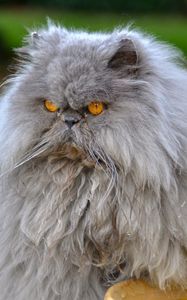 Preview wallpaper persian cat, cat, furry, angry