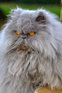 Preview wallpaper persian cat, cat, furry, angry