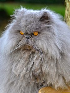 Preview wallpaper persian cat, cat, furry, angry