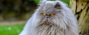 Preview wallpaper persian cat, cat, furry, angry