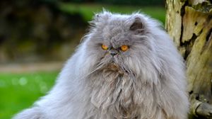 Preview wallpaper persian cat, cat, furry, angry