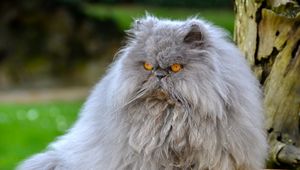 Preview wallpaper persian cat, cat, furry, angry