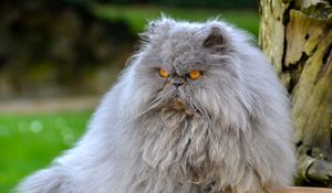 Preview wallpaper persian cat, cat, furry, angry