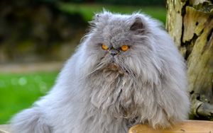 Preview wallpaper persian cat, cat, furry, angry