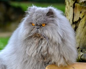 Preview wallpaper persian cat, cat, furry, angry