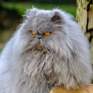 Preview wallpaper persian cat, cat, furry, angry