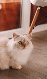 Preview wallpaper persian cat, cat, pet, white, fluffy