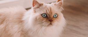 Preview wallpaper persian cat, cat, pet, white, fluffy