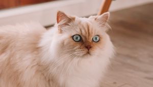 Preview wallpaper persian cat, cat, pet, white, fluffy