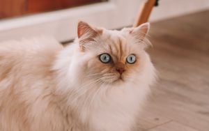 Preview wallpaper persian cat, cat, pet, white, fluffy
