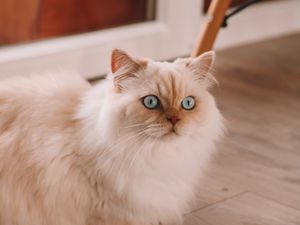 Preview wallpaper persian cat, cat, pet, white, fluffy