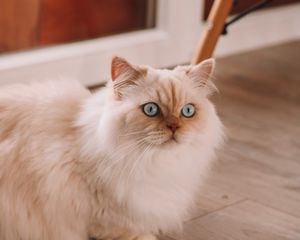 Preview wallpaper persian cat, cat, pet, white, fluffy