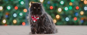 Preview wallpaper persian cat, cat, pet, black, fluffy