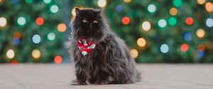 Preview wallpaper persian cat, cat, pet, black, fluffy