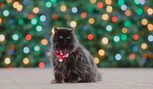 Preview wallpaper persian cat, cat, pet, black, fluffy