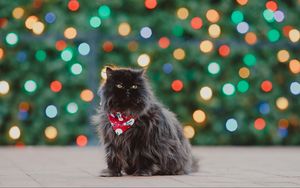 Preview wallpaper persian cat, cat, pet, black, fluffy