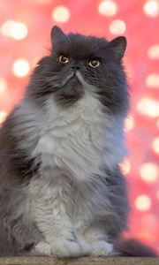 Preview wallpaper persian cat, cat, pet, fluffy, glance