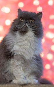 Preview wallpaper persian cat, cat, pet, fluffy, glance