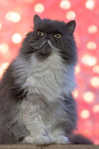 Preview wallpaper persian cat, cat, pet, fluffy, glance