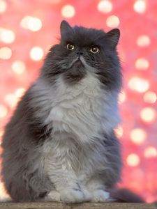 Preview wallpaper persian cat, cat, pet, fluffy, glance