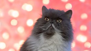 Preview wallpaper persian cat, cat, pet, fluffy, glance